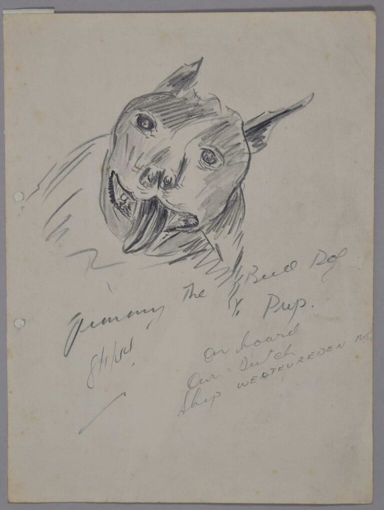 Pencil drawing of Jimmy the bulldog, 1944, by Miles Spence.