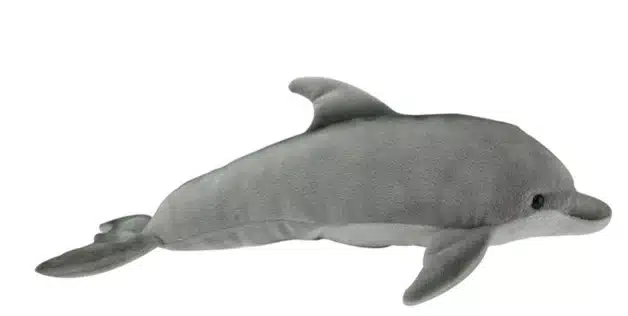 Bottlenose Dolphin